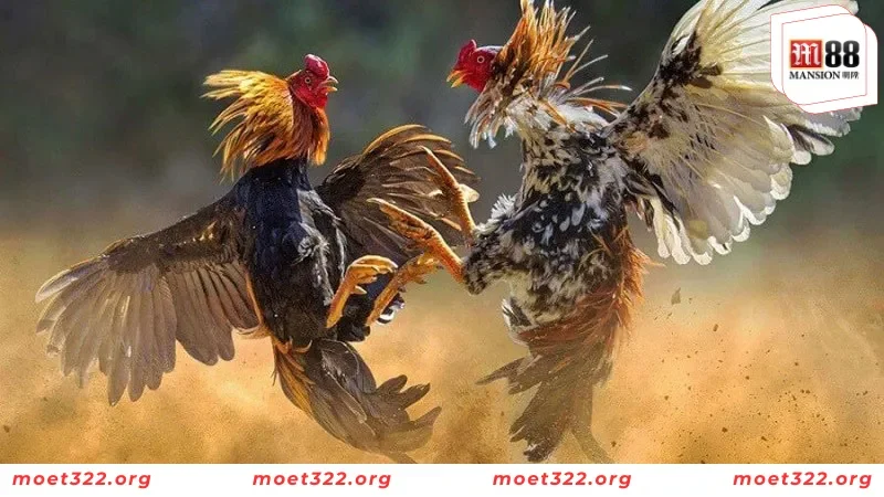 M88 Bật Mí Những Đặc Điểm Của Giống Gà Chọi Nam Mỹ Mới Nhất 4 Hướng dẫn chăm sóc gà đá Nam Mỹ